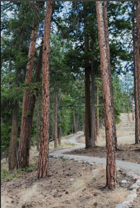Forest trail